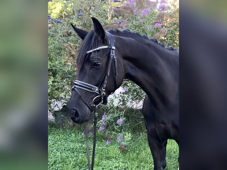 Caballo de deporte alemán Yegua 4 años 157 cm Negro in Rochau