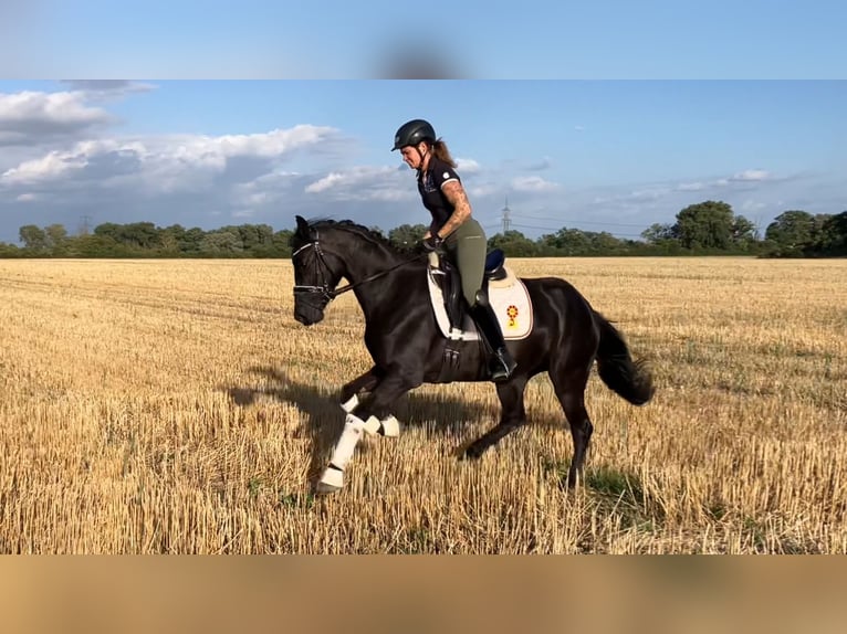 Caballo de deporte alemán Yegua 4 años 157 cm Negro in Rochau