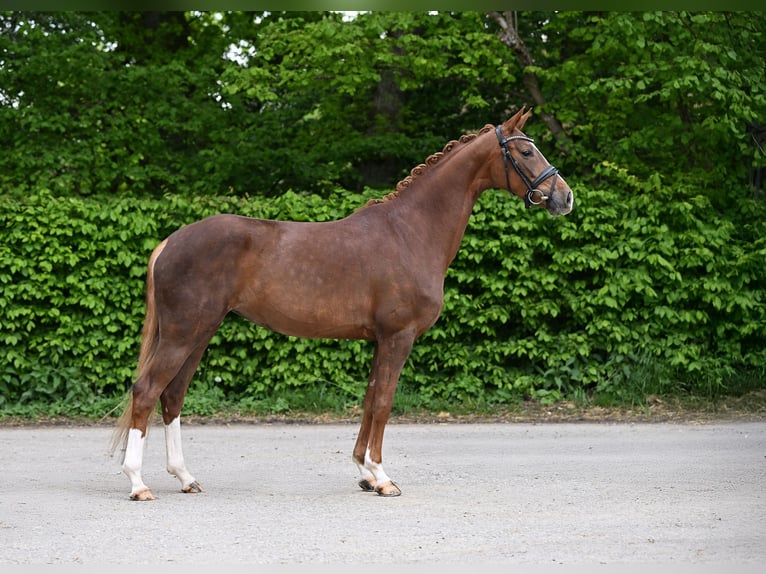 Caballo de deporte alemán Yegua 4 años 158 cm Alazán in Ostrach