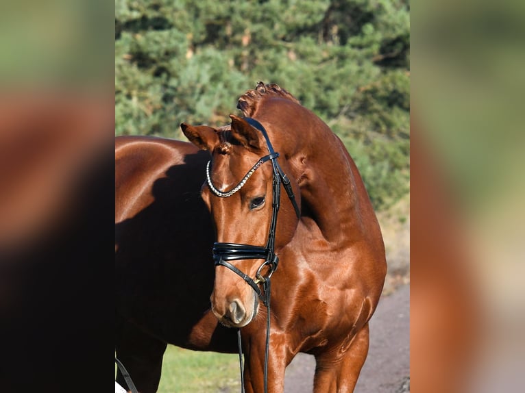 Caballo de deporte alemán Yegua 4 años 160 cm Alazán in Kamern