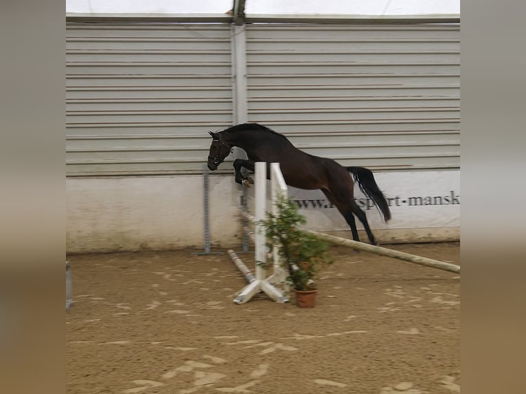 Caballo de deporte alemán Yegua 4 años 160 cm Castaño in Rostock