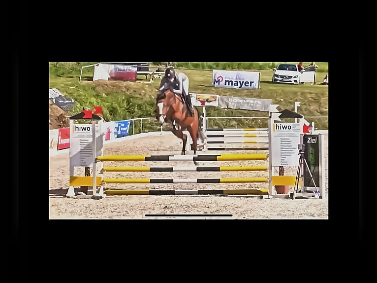 Caballo de deporte alemán Yegua 4 años 160 cm Castaño claro in Wilhelmsdorf