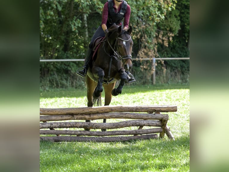 Caballo de deporte alemán Yegua 4 años 160 cm Castaño oscuro in Aalen