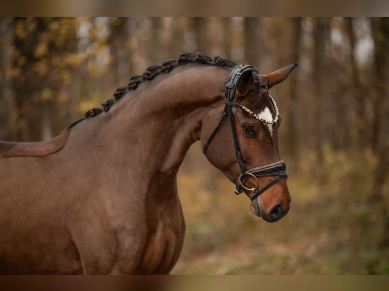Caballo de deporte alemán Yegua 4 años 160 cm Castaño oscuro in Wehringen