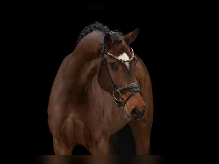 Caballo de deporte alemán Yegua 4 años 160 cm Castaño oscuro in Wehringen