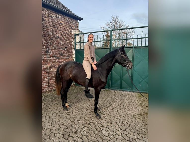 Caballo de deporte alemán Yegua 4 años 160 cm Tordillo negro in Dormagen