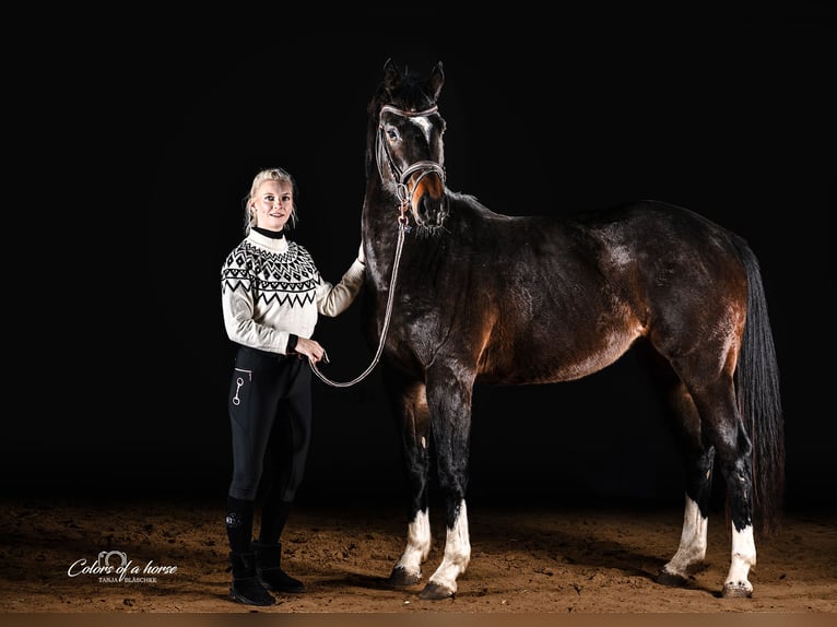 Caballo de deporte alemán Yegua 4 años 161 cm Castaño oscuro in Donaueschingen