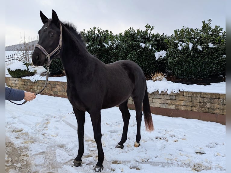 Caballo de deporte alemán Yegua 4 años 161 cm Negro in Seesen