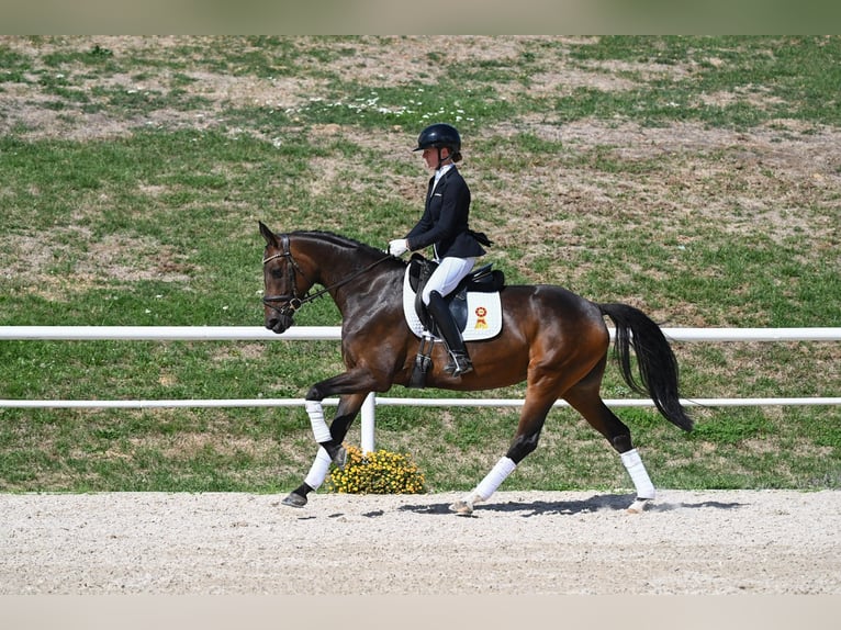 Caballo de deporte alemán Yegua 4 años 162 cm Castaño in Gomadingen
