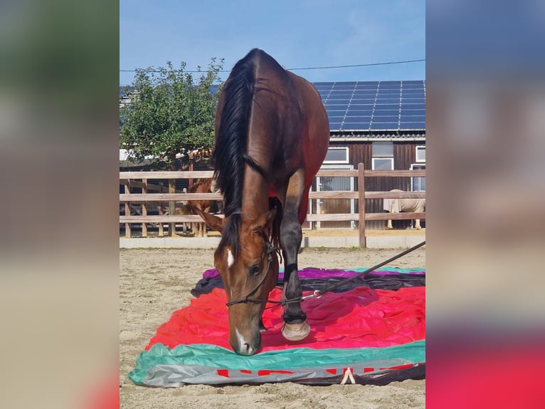 Caballo de deporte alemán Yegua 4 años 162 cm Castaño in Eigeltingen