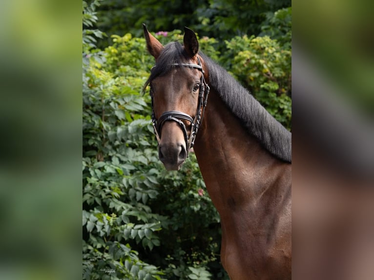 Caballo de deporte alemán Yegua 4 años 162 cm Castaño in Traunr