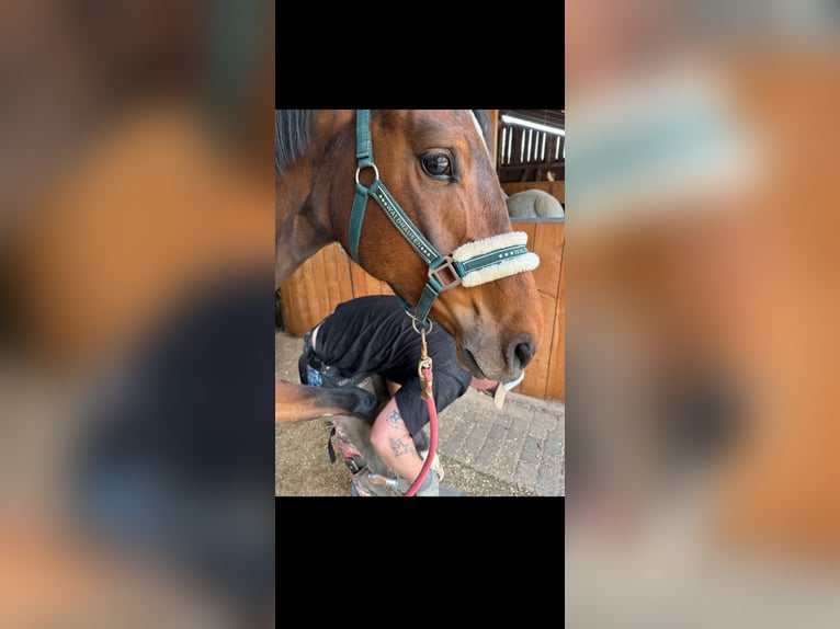 Caballo de deporte alemán Yegua 4 años 162 cm Morcillo in Engelskirchen
