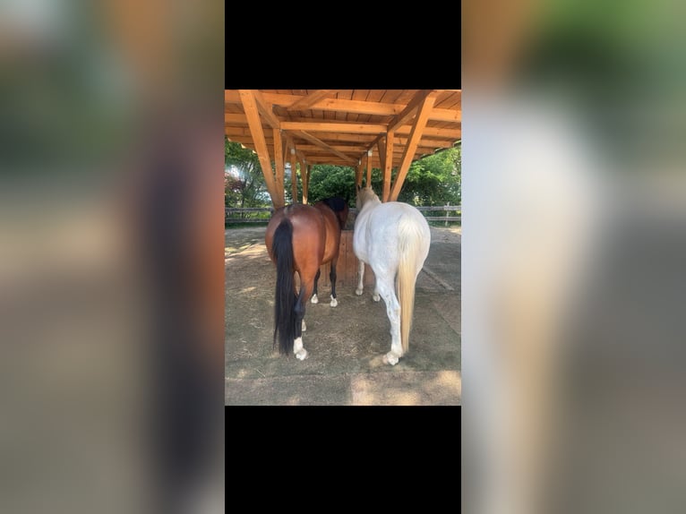 Caballo de deporte alemán Yegua 4 años 162 cm Morcillo in Engelskirchen