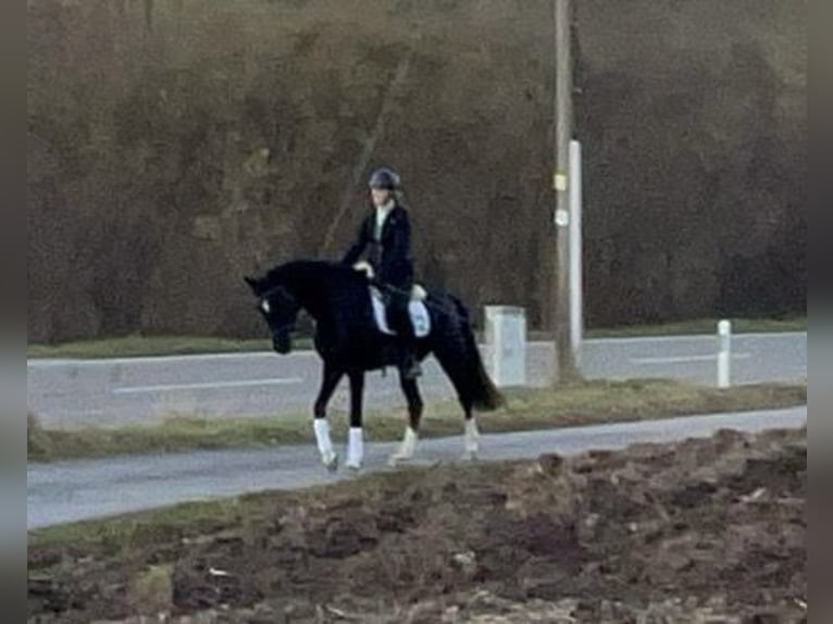 Caballo de deporte alemán Yegua 4 años 162 cm Negro in Pfaffenhofen Weilet