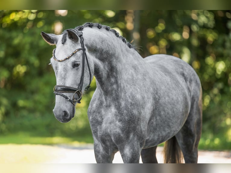 Caballo de deporte alemán Yegua 4 años 162 cm Tordo in Wehringen