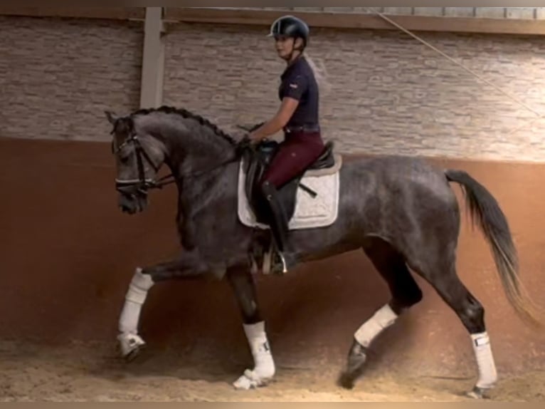 Caballo de deporte alemán Yegua 4 años 162 cm Tordo in Wehringen