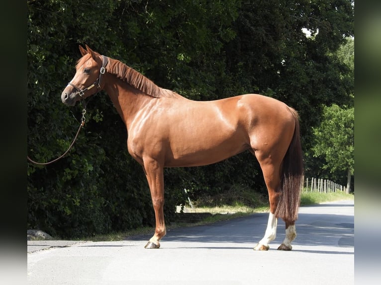 Caballo de deporte alemán Yegua 4 años 163 cm Alazán in Verl