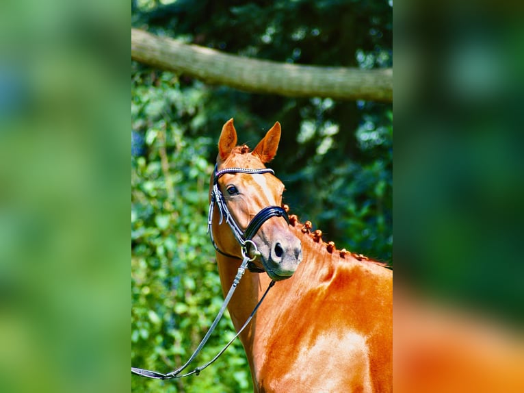 Caballo de deporte alemán Yegua 4 años 163 cm Alazán in Rätzlingen