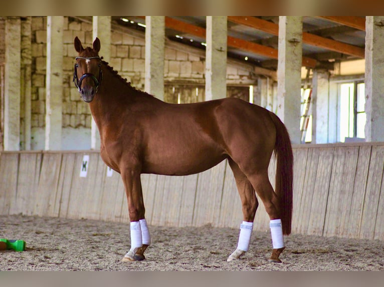 Caballo de deporte alemán Yegua 4 años 163 cm Alazán in Rätzlingen