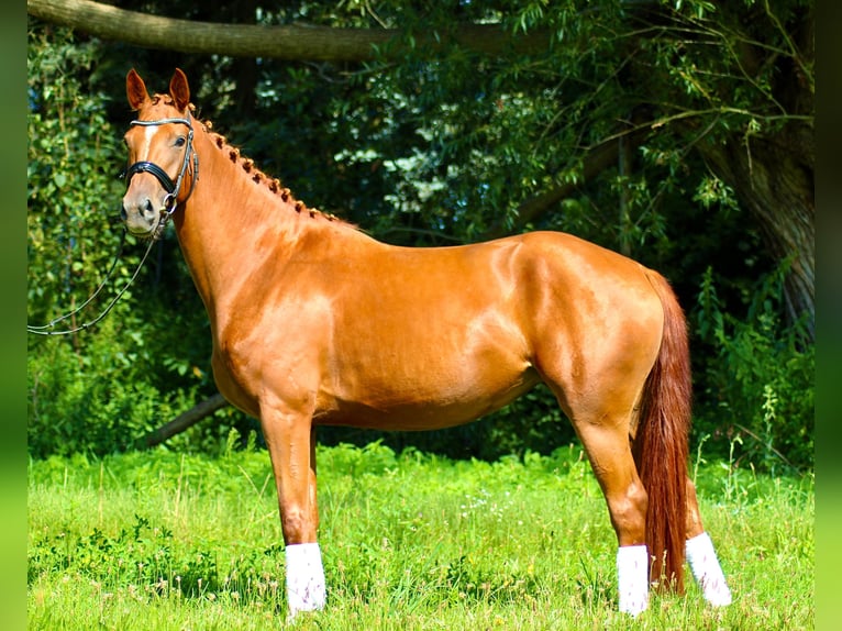 Caballo de deporte alemán Yegua 4 años 163 cm Alazán in Rätzlingen