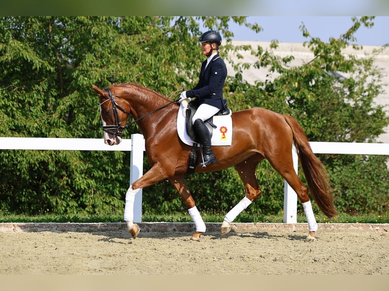 Caballo de deporte alemán Yegua 4 años 163 cm Alazán in Gomadingen