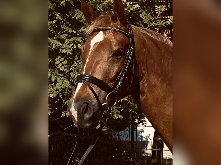 Caballo de deporte alemán Yegua 4 años 163 cm Alazán in Elbe-PareyParey