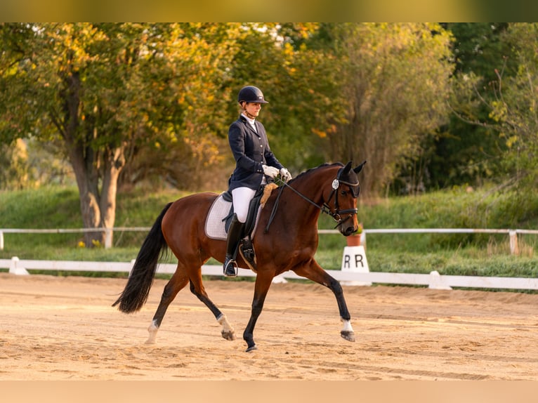 Caballo de deporte alemán Yegua 4 años 163 cm Castaño in Roßbach