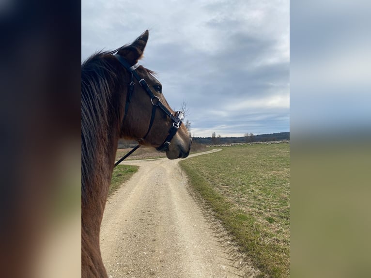 Caballo de deporte alemán Yegua 4 años 163 cm Castaño claro in Stockach