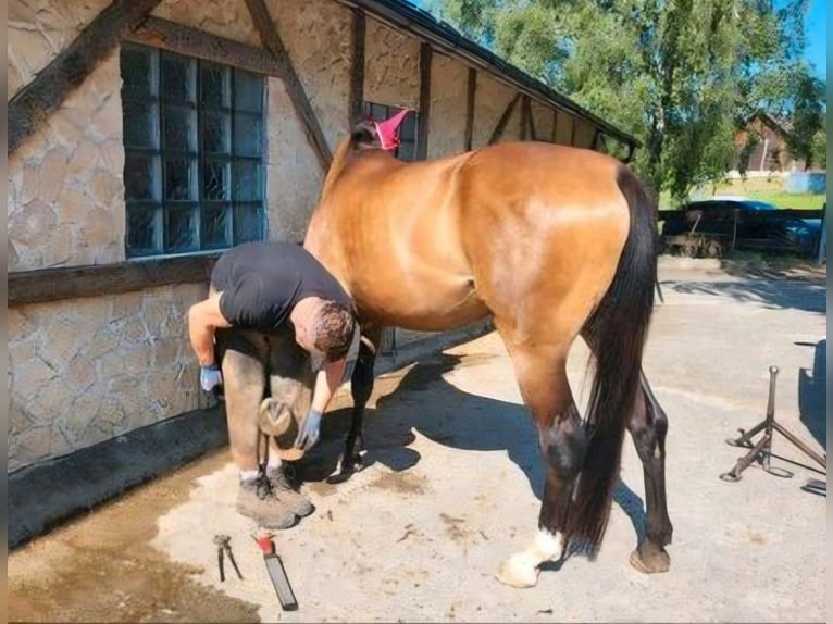 Caballo de deporte alemán Yegua 4 años 163 cm Castaño claro in Stockach