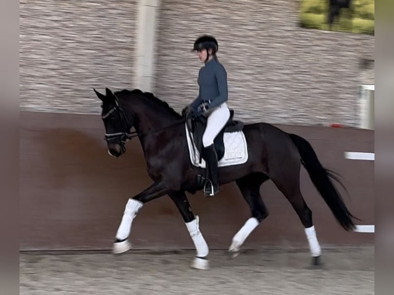 Caballo de deporte alemán Yegua 4 años 163 cm Castaño oscuro in Wehringen