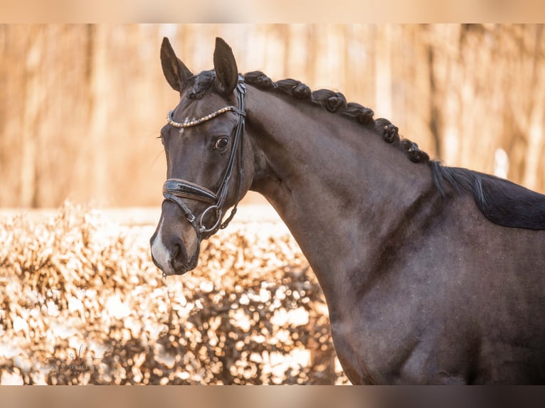 Caballo de deporte alemán Yegua 4 años 163 cm Castaño oscuro in Wehringen