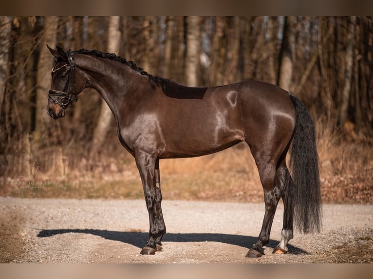 Caballo de deporte alemán Yegua 4 años 163 cm Castaño oscuro in Wehringen