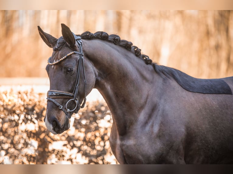 Caballo de deporte alemán Yegua 4 años 163 cm Castaño oscuro in Wehringen