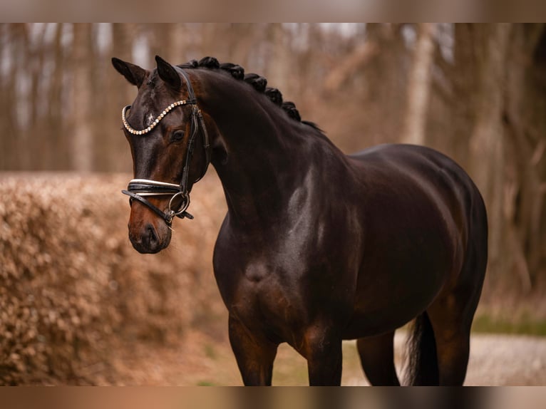 Caballo de deporte alemán Yegua 4 años 163 cm Morcillo in Wehringen