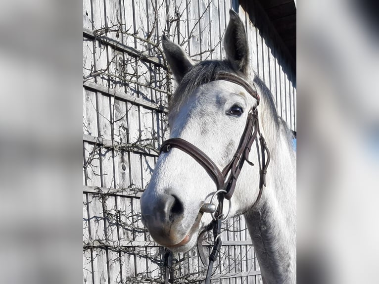 Caballo de deporte alemán Yegua 4 años 163 cm Musgo marrón in Tittmoning