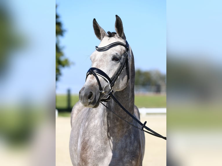 Caballo de deporte alemán Yegua 4 años 163 cm Tordo in Gomadingen