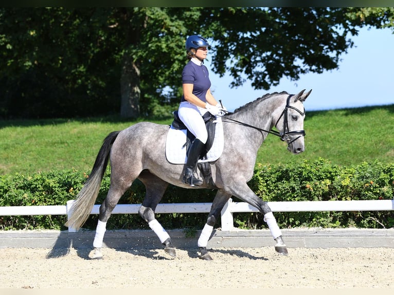 Caballo de deporte alemán Yegua 4 años 163 cm Tordo in Gomadingen