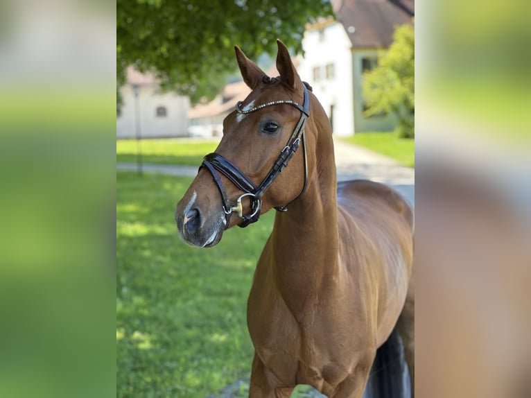 Caballo de deporte alemán Yegua 4 años 164 cm Alazán-tostado in Jengen