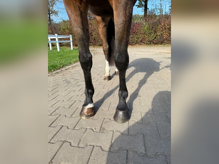 Caballo de deporte alemán Yegua 4 años 164 cm Castaño in Schw&#xE4;bisch Gm&#xFC;nd