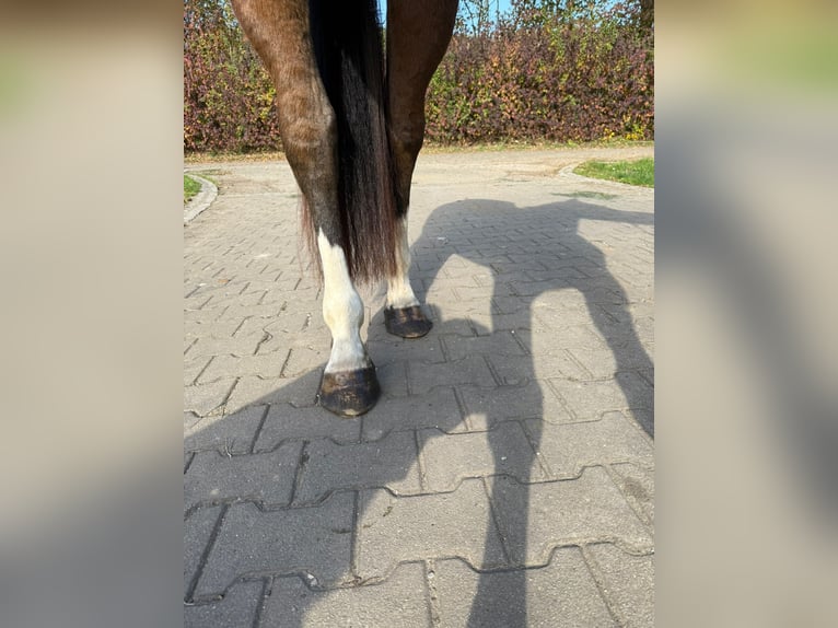 Caballo de deporte alemán Yegua 4 años 164 cm Castaño in Schw&#xE4;bisch Gm&#xFC;nd