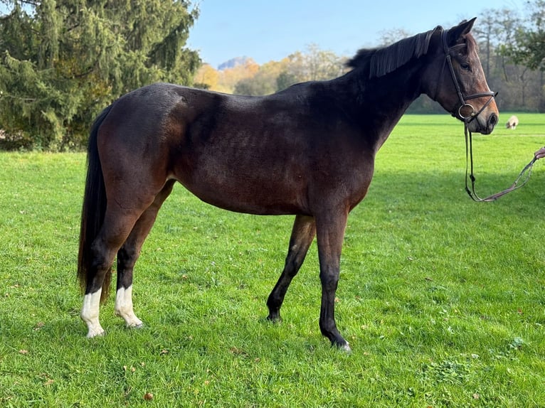 Caballo de deporte alemán Yegua 4 años 164 cm Castaño in Schw&#xE4;bisch Gm&#xFC;nd