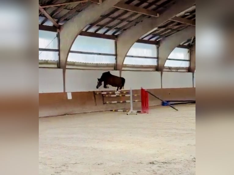 Caballo de deporte alemán Yegua 4 años 164 cm Castaño in Memmingen