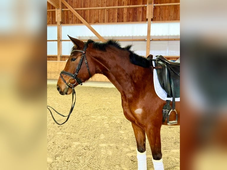 Caballo de deporte alemán Yegua 4 años 164 cm Castaño in Bad Griesbach im Rottal