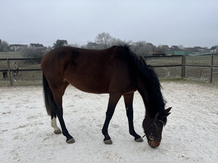 Caballo de deporte alemán Yegua 4 años 164 cm Castaño in Nonnweiler