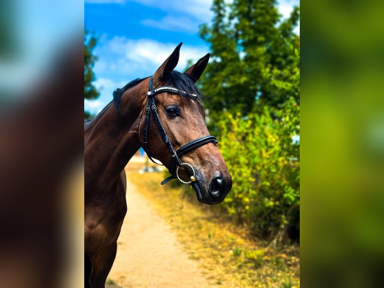 Caballo de deporte alemán Yegua 4 años 164 cm Castaño oscuro in Rüsselsheim