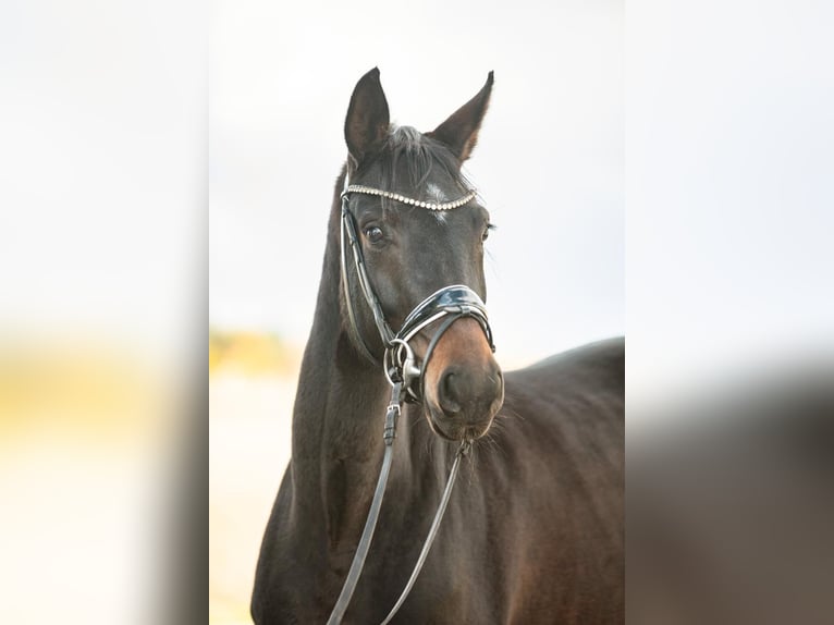 Caballo de deporte alemán Yegua 4 años 164 cm Castaño oscuro in Priestewitz