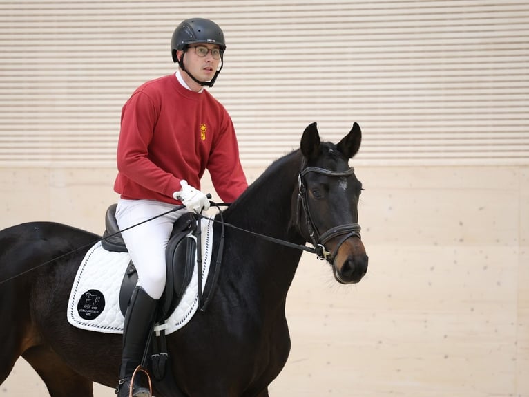 Caballo de deporte alemán Yegua 4 años 164 cm Castaño oscuro in Priestewitz