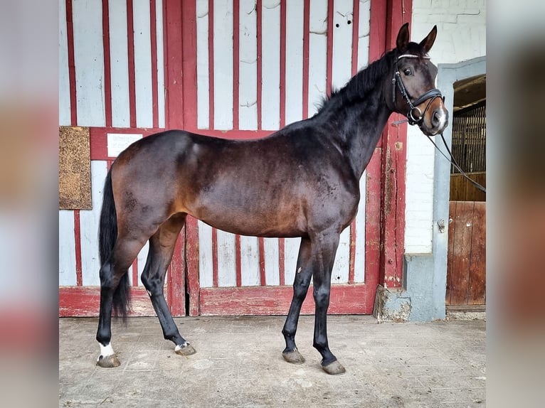 Caballo de deporte alemán Yegua 4 años 164 cm Castaño oscuro in Bad Schussenried