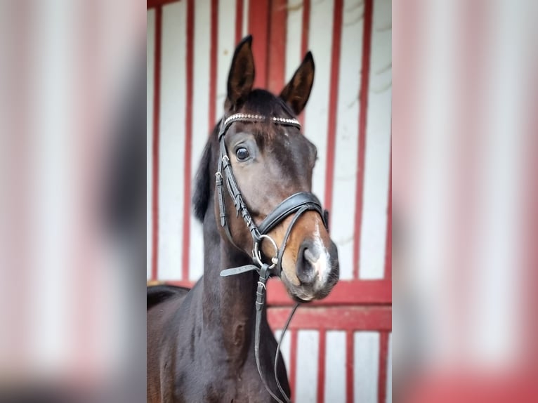 Caballo de deporte alemán Yegua 4 años 164 cm Castaño oscuro in Bad Schussenried