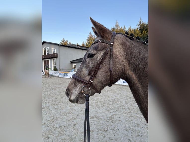Caballo de deporte alemán Yegua 4 años 164 cm Musgo in Mollnitz